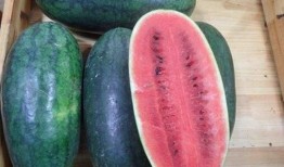 黑料社 朝阳吃瓜51cg,揭秘黑料社与吃瓜51cg背后的故事